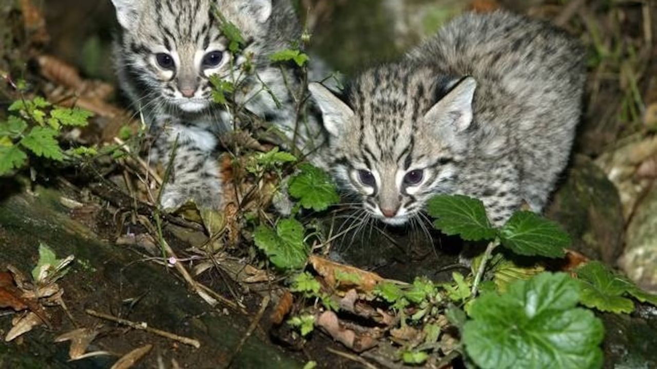 El Gato de Geoffroy, uno de los parientes más cercanos al gato de Nariño.