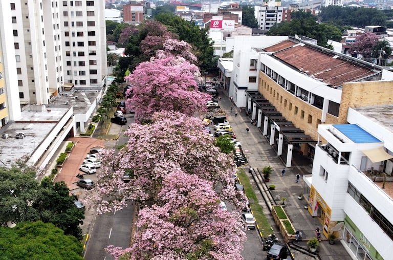 Toda una magia de color vive por estos dias la Sucuersal del Cielo, con sus hermosos Guayacanes vistos desde otra mirada. Fotos Raúl Palacios / El País. ( Galeria grafica de Guayacanes).