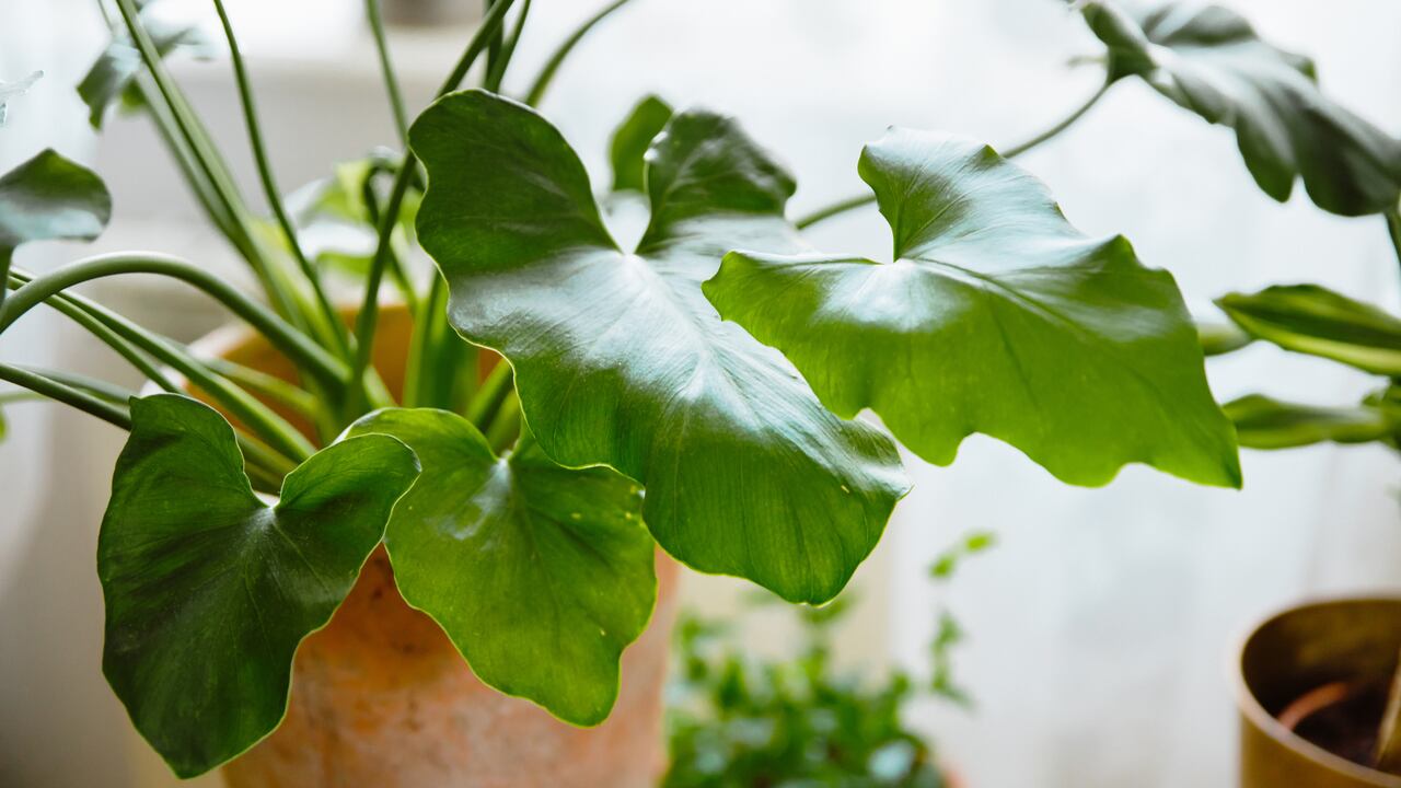 Eleve la energía en su espacio: todo lo que necesita saber sobre el filodendro y el feng shui.