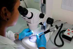 Entre los proyectos de ciencia y tecnología que se realizan en el Valle del Cauca se encuentra el programa para la disminución de la carga de la malaria en el litoral Pacífico.