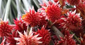 Flor de Inírida: símbolo de desarrollo económico sostenible en Guainía