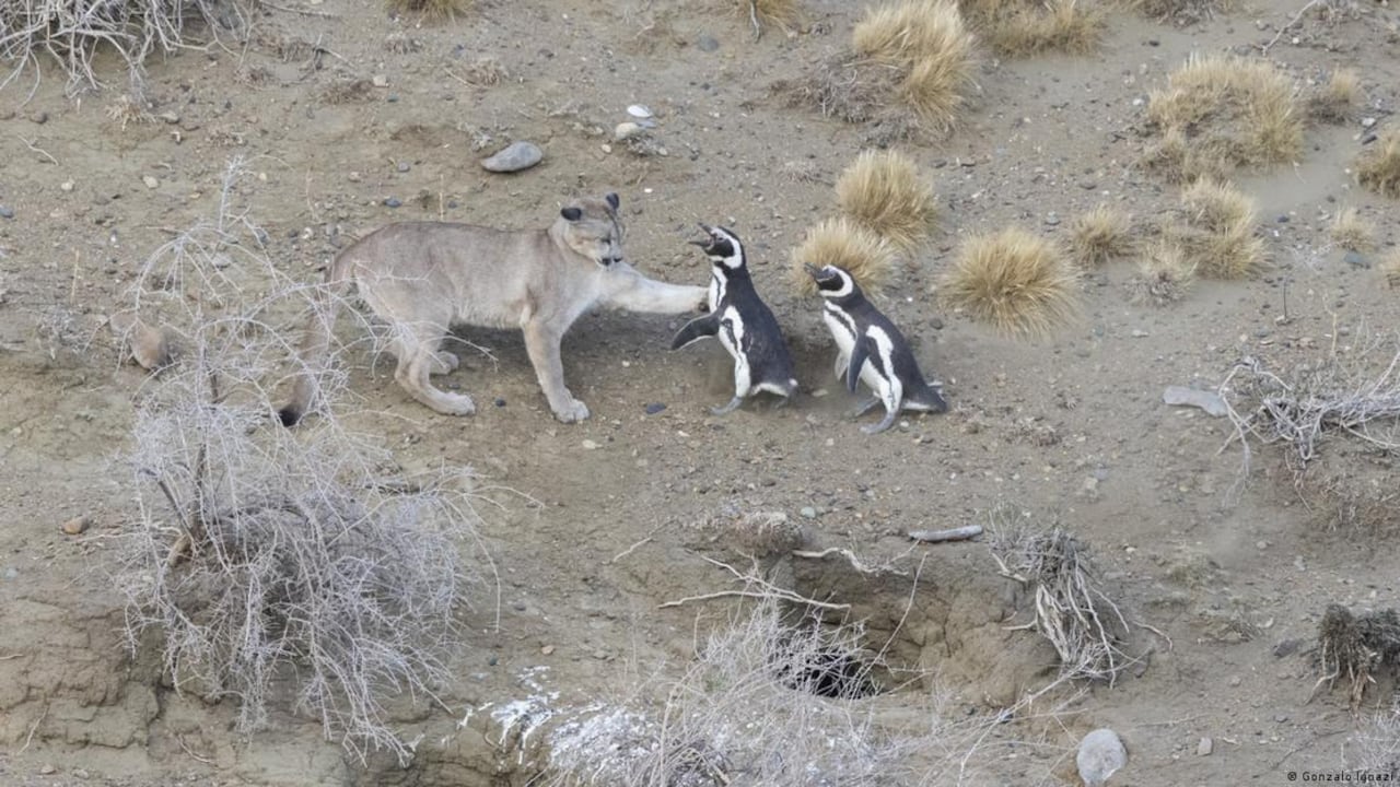 Especialistas advierten que volver a introducir especies no implica regresar al equilibrio original.
