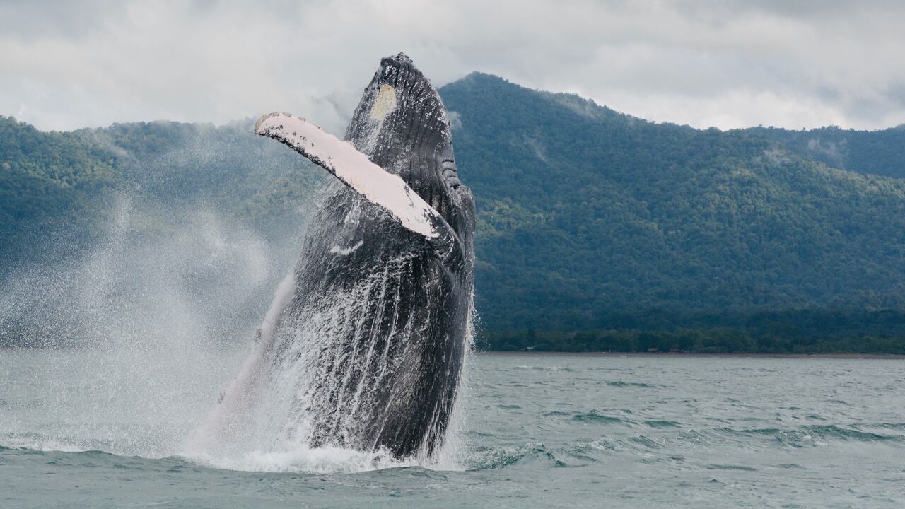 Tras un viaje de 8.500 kilómetros desde la Antártida, las ballenas jorobadas llegan a las aguas cálidas del Pacífico colombiano entre julio y noviembre de cada año.