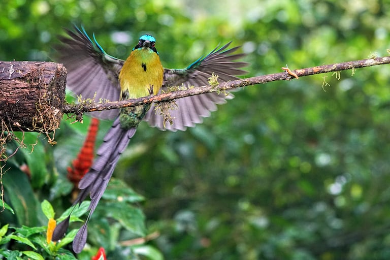 Cali vive la semana de las aves con el Birdfair Colombia Birdfair 2025.