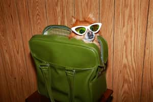 Perro dentro de una maleta de viaje