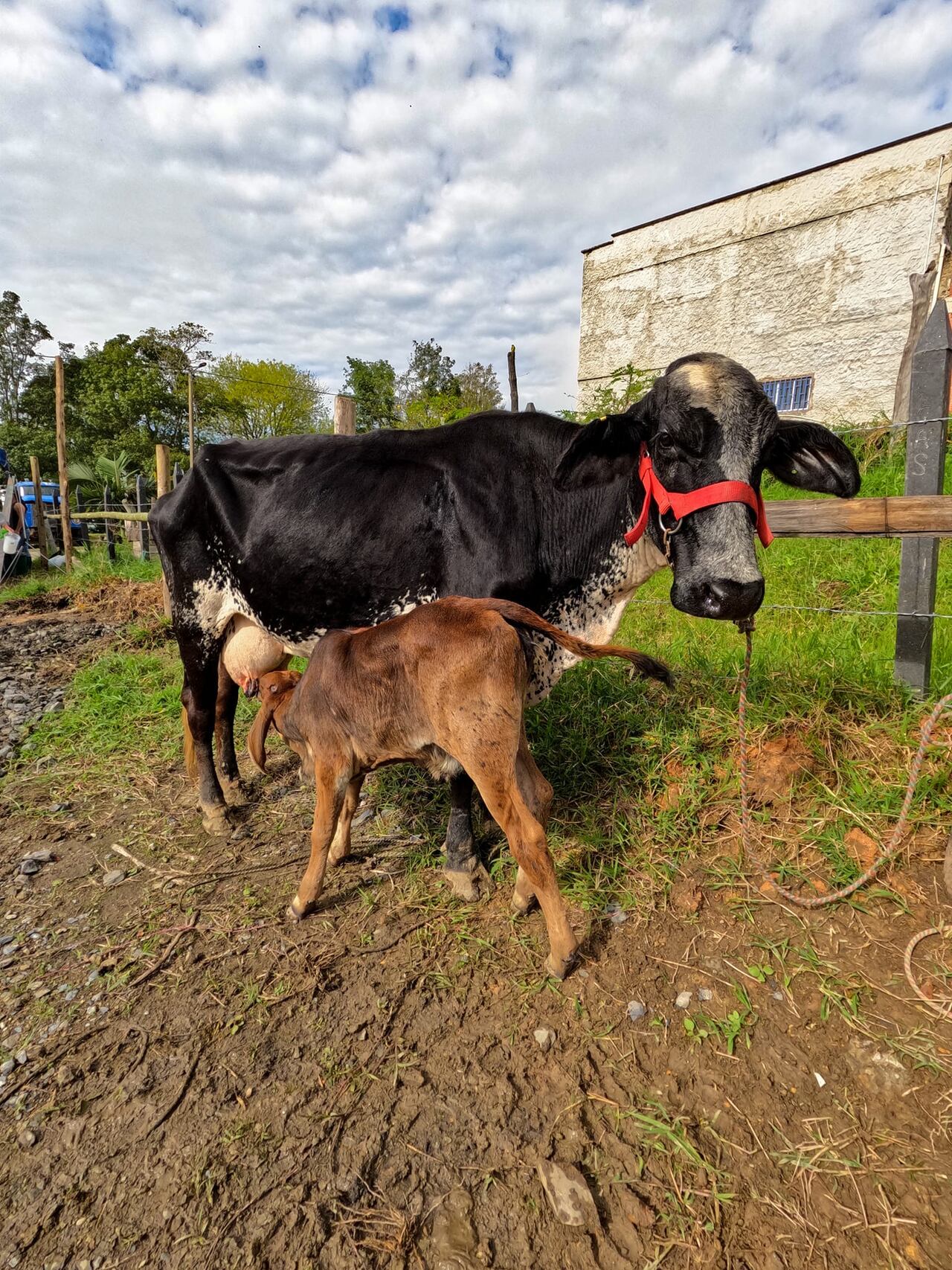 La ganadería es una de sus actividades económicas.