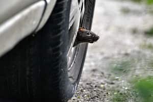 La comunidad del barrio San Fernando se encuentra preocupada por la gran cantidad de roedores que se observan en el parque del perro, ya que estos pueden trasmitir serios problemas de salubridad al sector y a las personas.