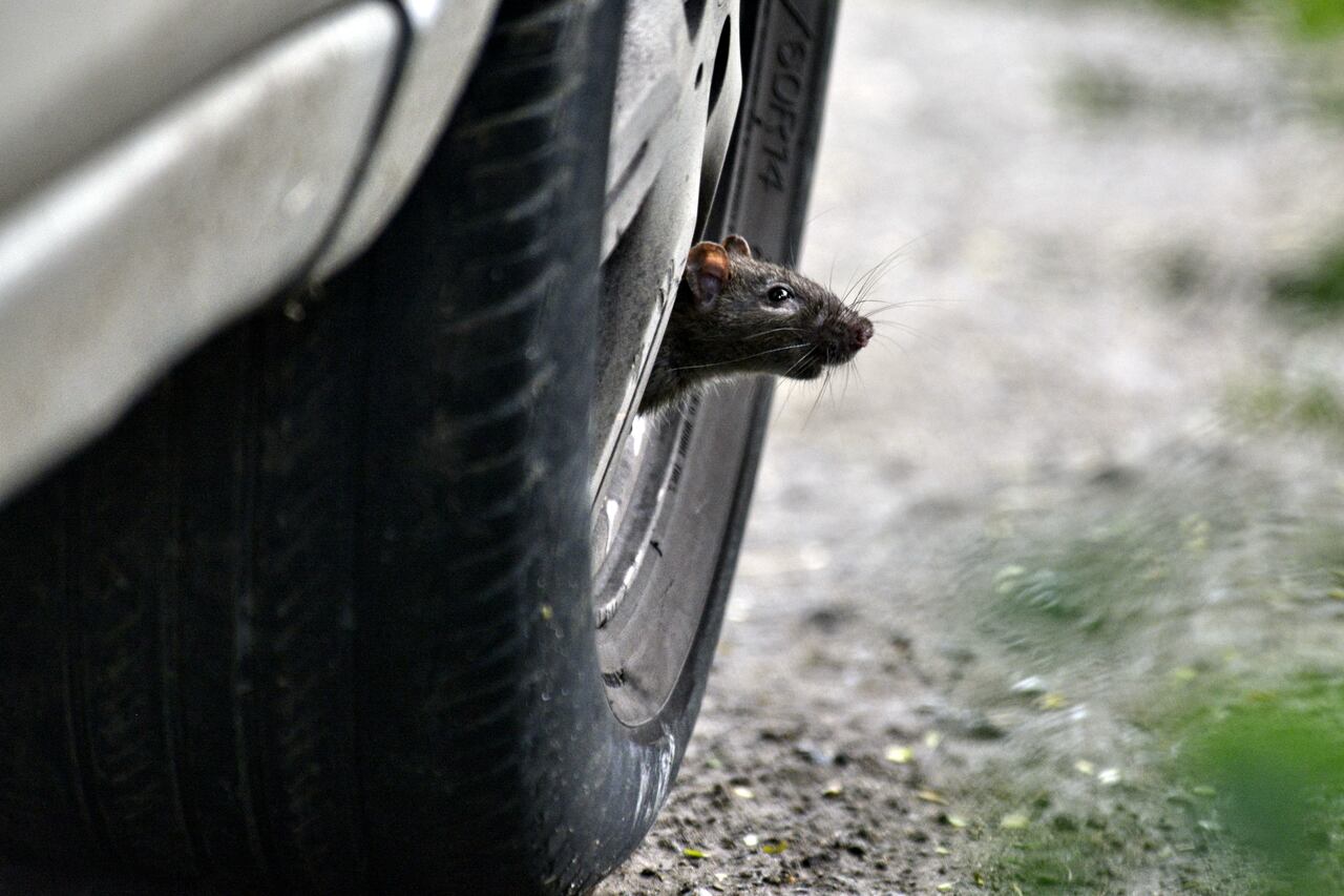 La comunidad del barrio San Fernando se encuentra preocupada por la gran cantidad de roedores que se observan en el parque del perro, ya que estos pueden trasmitir serios problemas de salubridad al sector y a las personas.