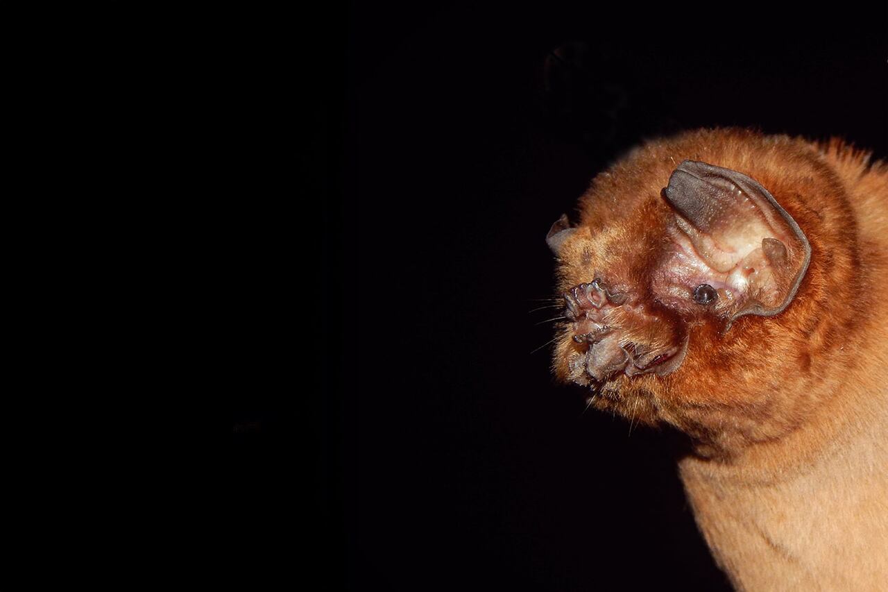 Los animales han sufrido varios cambios a lo largo de los años.