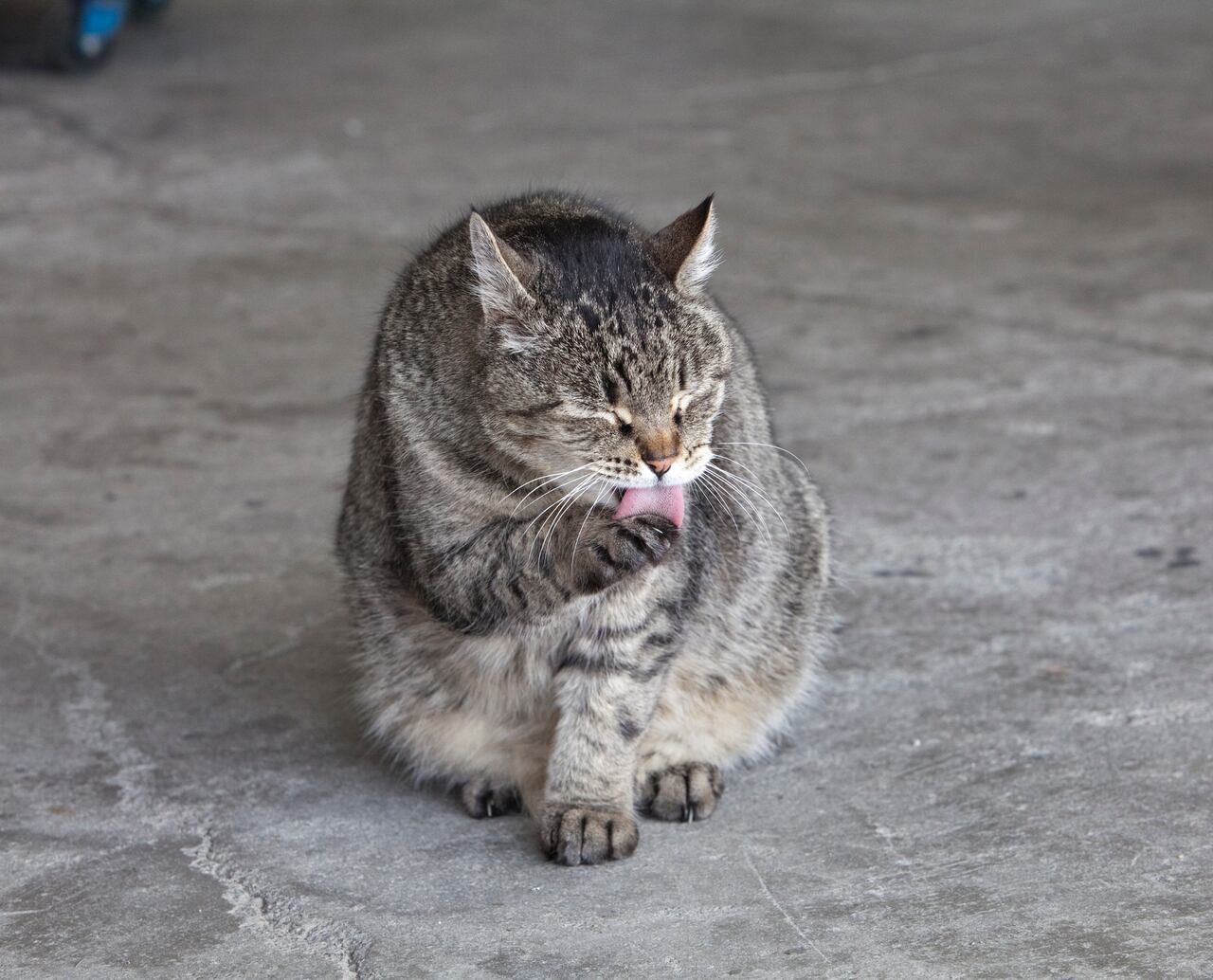 A medida que las conversaciones sobre la sostenibilidad y la conservación del agua toman protagonismo, surge la pregunta: ¿Qué implica realmente un "baño de gato" en el contexto colombiano?