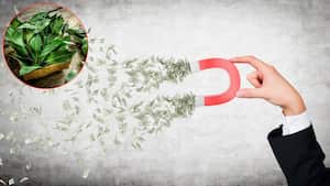 Se cree que el laurel es una planta especial que ayuda a atraer la prosperidad.