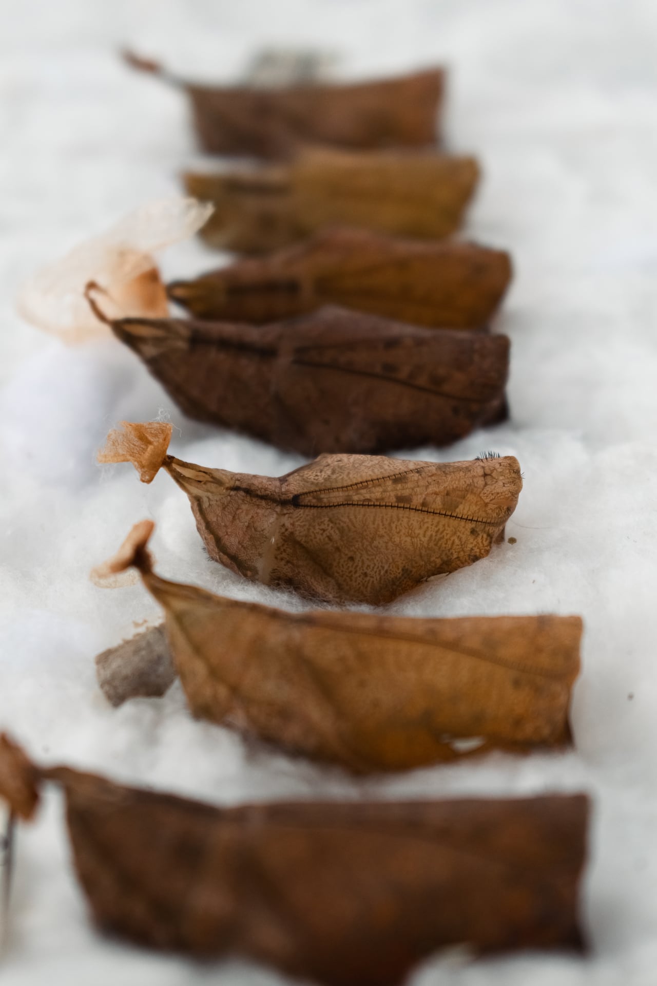 Con su modelo sostenible, Alas de Colombia se ha convertido en la única empresa del país que exporta mariposas vivas al mercado internacional.