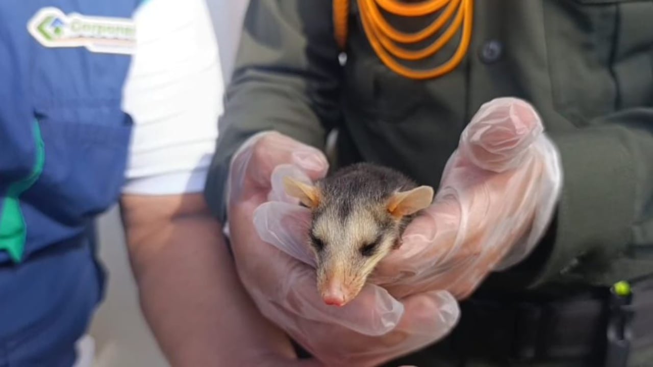 Las zarigüeyas no son peligrosas, son animales pacíficos que prefieren huir o fingir estar muertas antes que atacar, aunque pueden morder si se sienten acorraladas, ya que son nerviosas y se defienden como cualquier ser vivo.