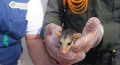 Las zarigüeyas no son peligrosas, son animales pacíficos que prefieren huir o fingir estar muertas antes que atacar, aunque pueden morder si se sienten acorraladas, ya que son nerviosas y se defienden como cualquier ser vivo.