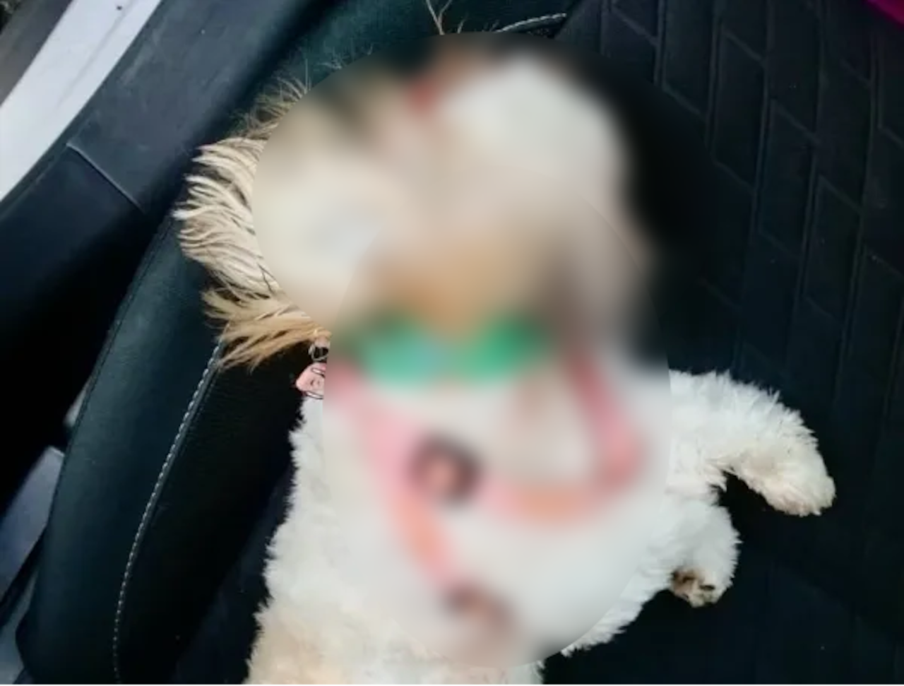 cachorra de apenas cinco meses de edad, perteneciente a la raza Shih Tzu y que respondía al nombre de ‘Princesa’.