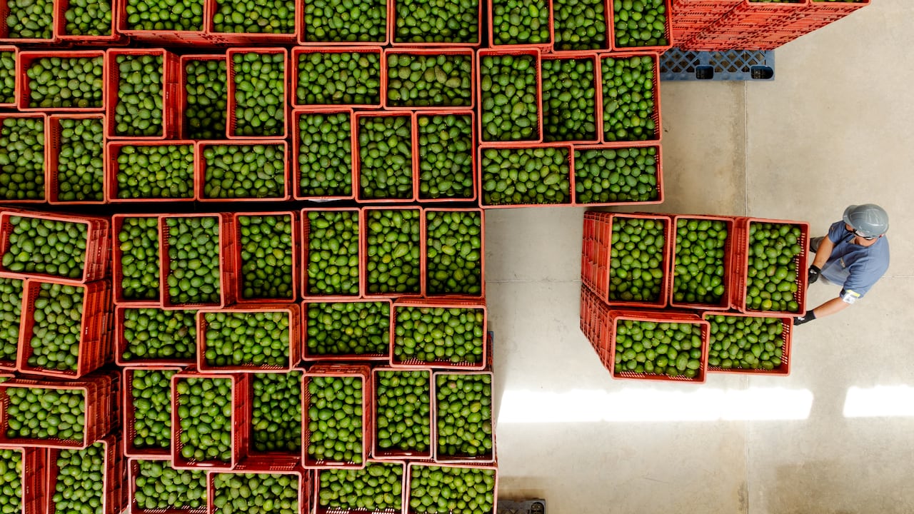 El aguacate hass continúa siendo la segunda fruta más exportada por Colombia, después del banano. A mayo de 2026, el país había exportado cerca de 71.000 toneladas a alrededor de 30 mercados internacionales.