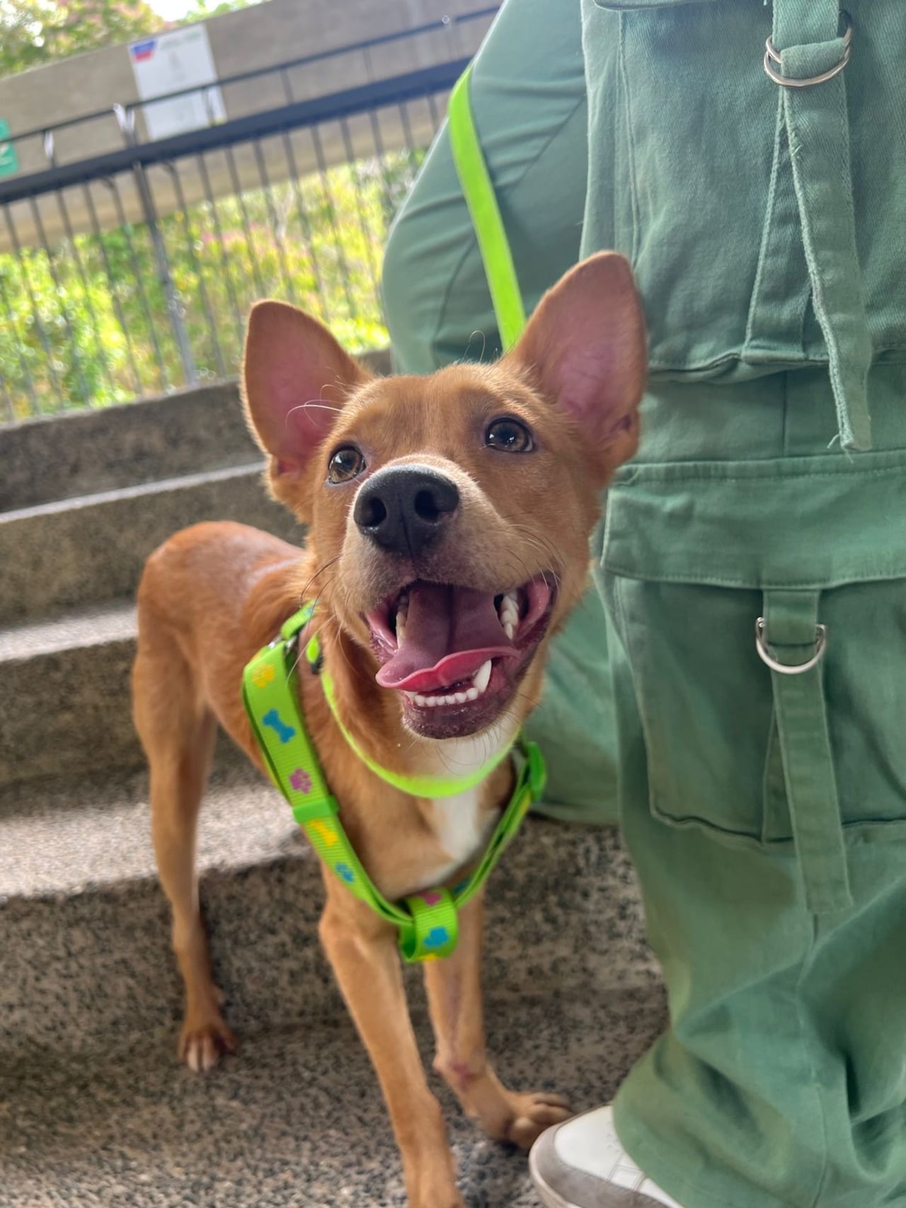 El Centro de Bienestar Animal de Cali realizará una jornada de adopción de diez perros en el Museo La Tertulia, el próximo 21 de marzo de 2026