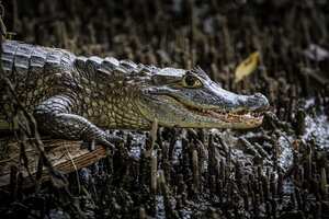 A hora y media de Buenaventura se llega a la comunidad negra de Puerto España por el río San Juan, en limites con el Chocó, la CVC liberó 22 tortugas, 2 boas, 7 babillas y 2 cangrejos que hacen parte de los animales silvestres atendidos, rehabilitados y ahora liberados por expertos en fauna
