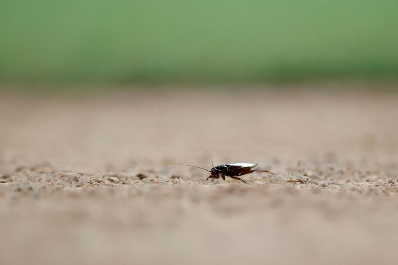 Descubra los secretos para eliminar de forma definitiva las cucarachas de la casa.