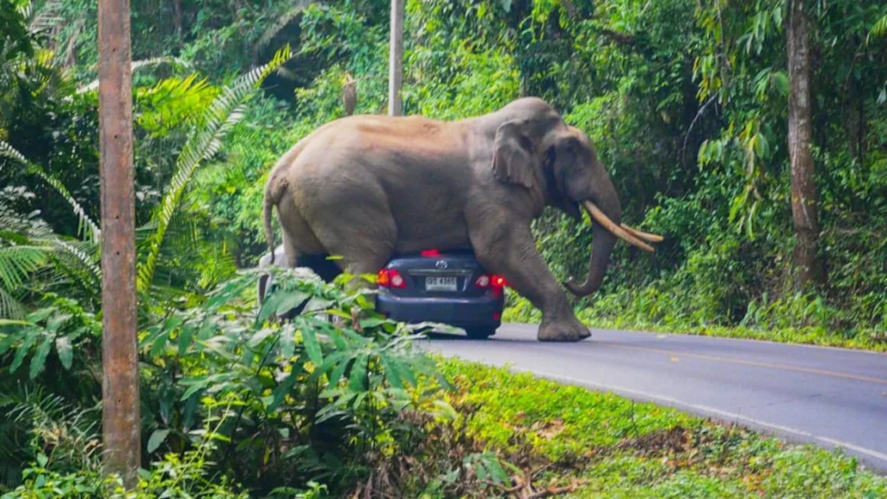 Un elefante en Tailandia pisó hasta causarle la muerte a un turista en un parque nacional.