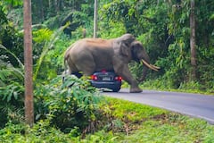 Un elefante en Tailandia pisó hasta causarle la muerte a un turista en un parque nacional.
