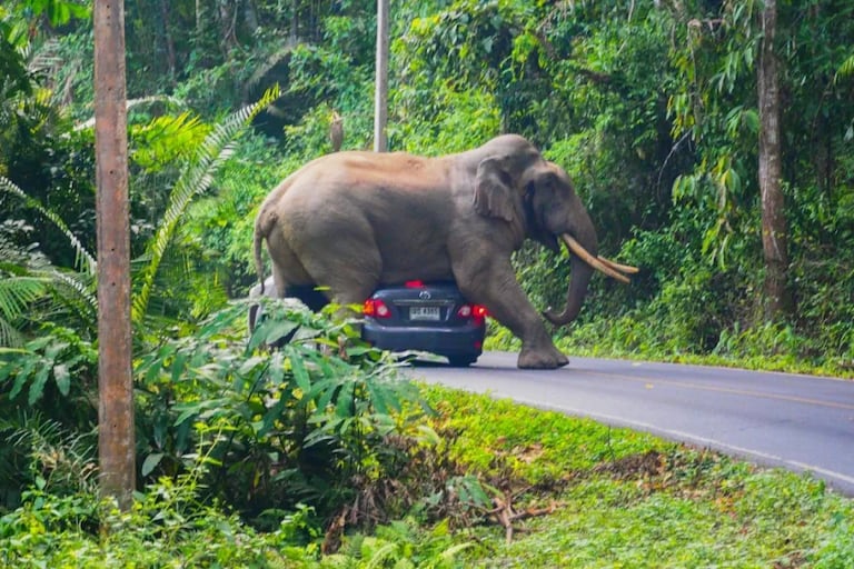 Un elefante en Tailandia pisó hasta causarle la muerte a un turista en un parque nacional.