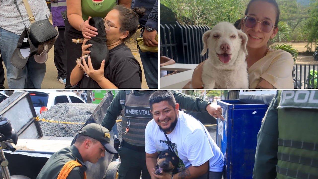Animales rescatados