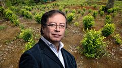 Coca Gustavo Petro
Cultivo de coca
Erradicacion manual de coca por la policia nacional de Colombia en el departamento de Nariño
Policia Nacional antinarcoticos
Tumaco  abril 2017
Foto Daniel Reina Romero
Revista Semana