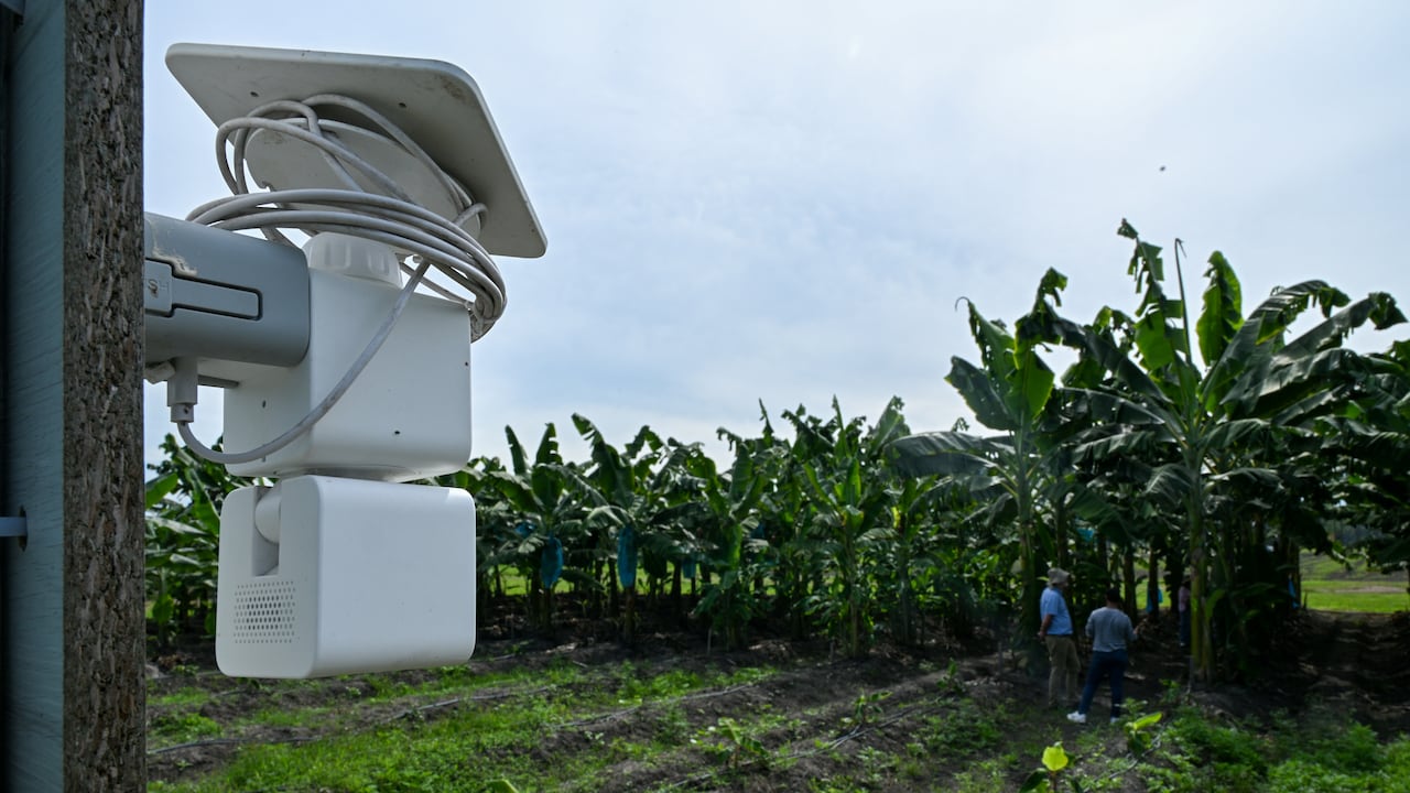Proyecto del Ciat monitorea en tiempo real la humedad del suelo, mide los nutrientes y las propiedades de las plantas.