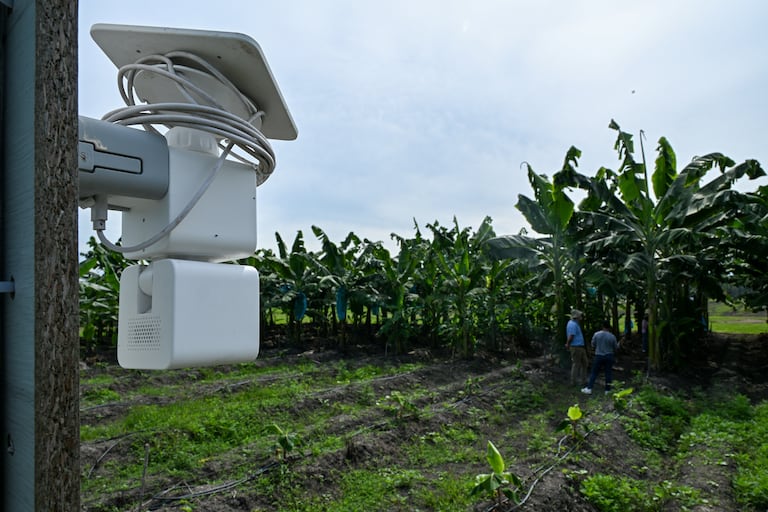 Proyecto del Ciat monitorea en tiempo real la humedad del suelo, mide los nutrientes y las propiedades de las plantas.