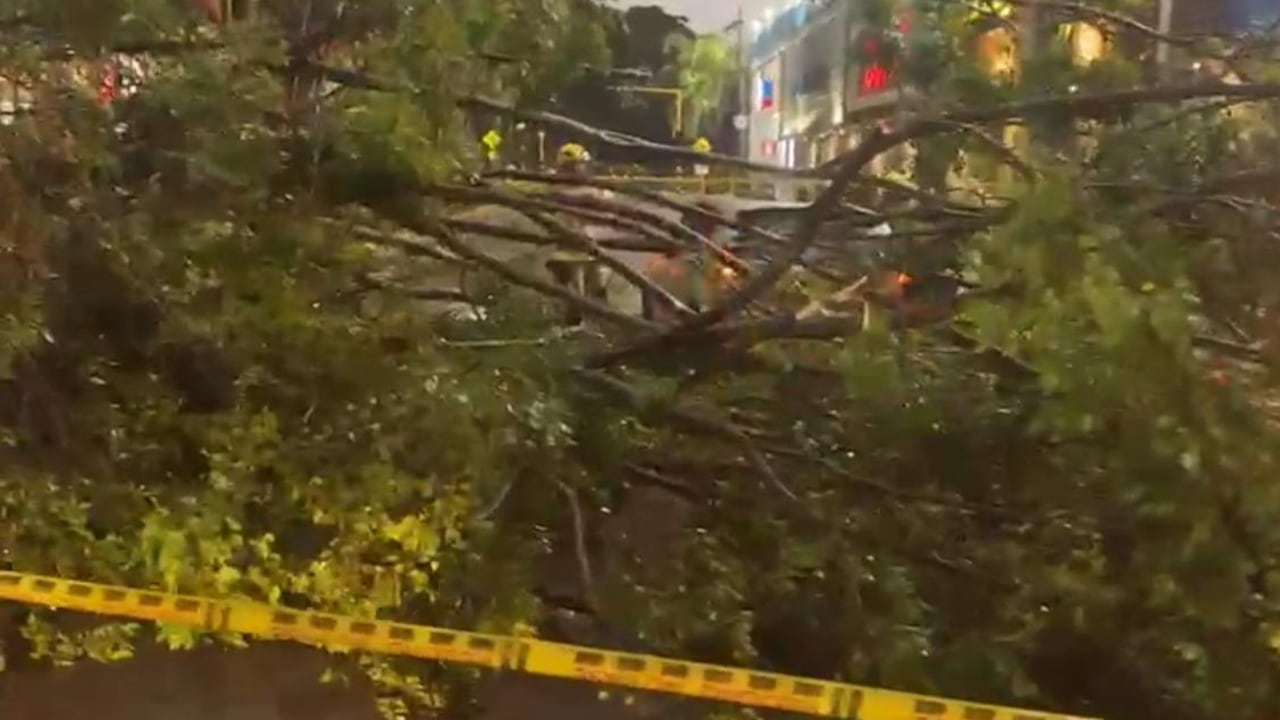 En varios barrios de Cali, en el oeste y norte, se presentaron caídas de árboles por el fuerte aguacero.