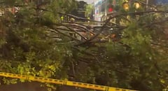 En varios barrios de Cali, en el oeste y norte, se presentaron caídas de árboles por el fuerte aguacero.