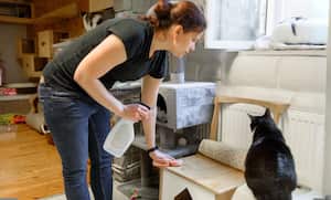 Con este spray casero para quitar el olor a orines de gato, puedes eliminar de manera efectiva los olores no deseados y mantener tu hogar fresco y limpio.