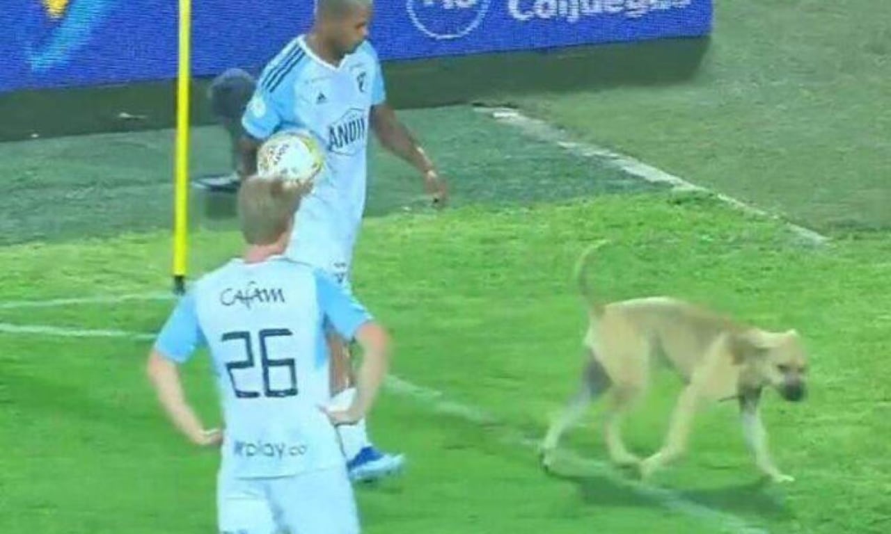 Perro invadió la cancha del estadio Alfonso López.