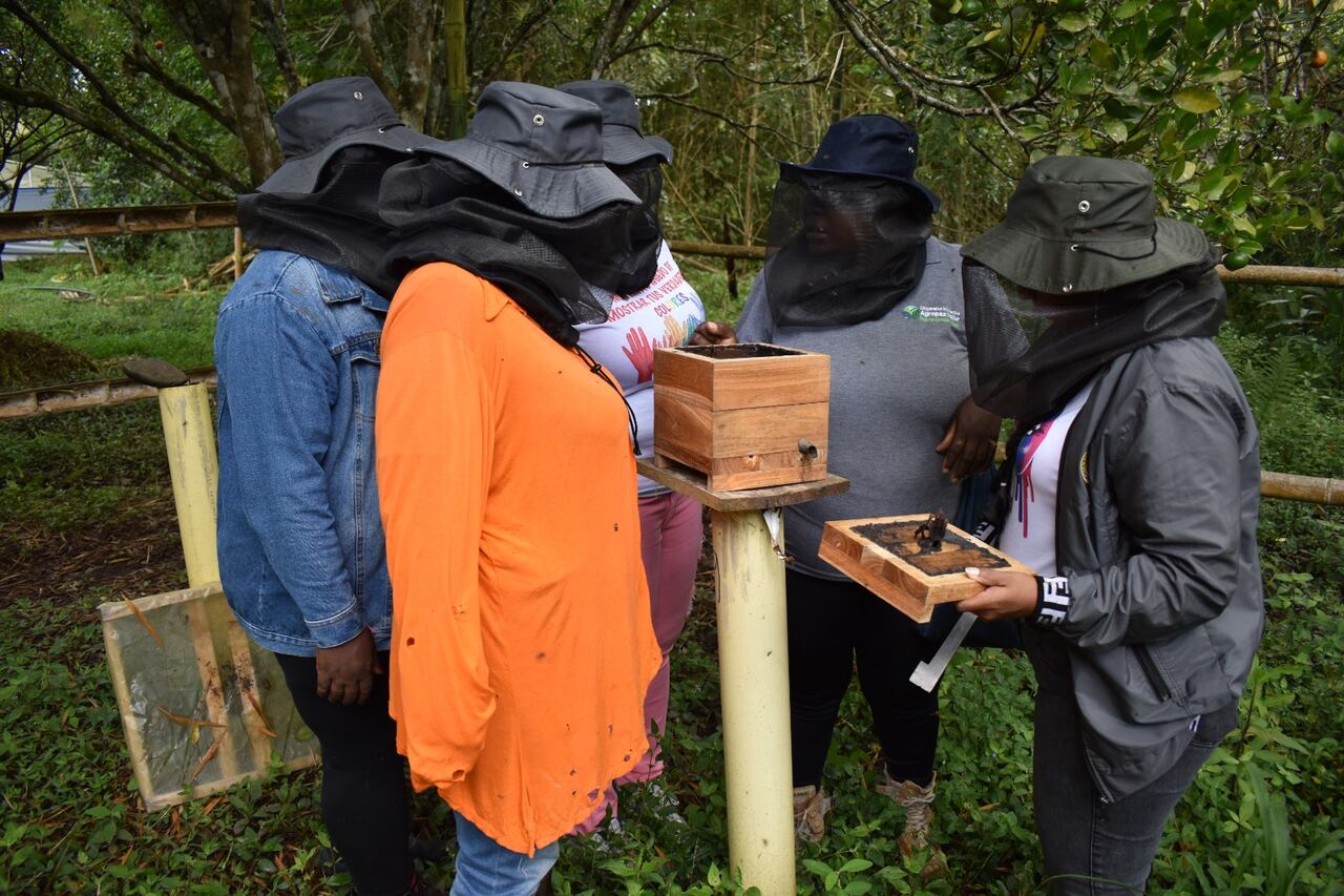 Proyectos de firmantes de Paz