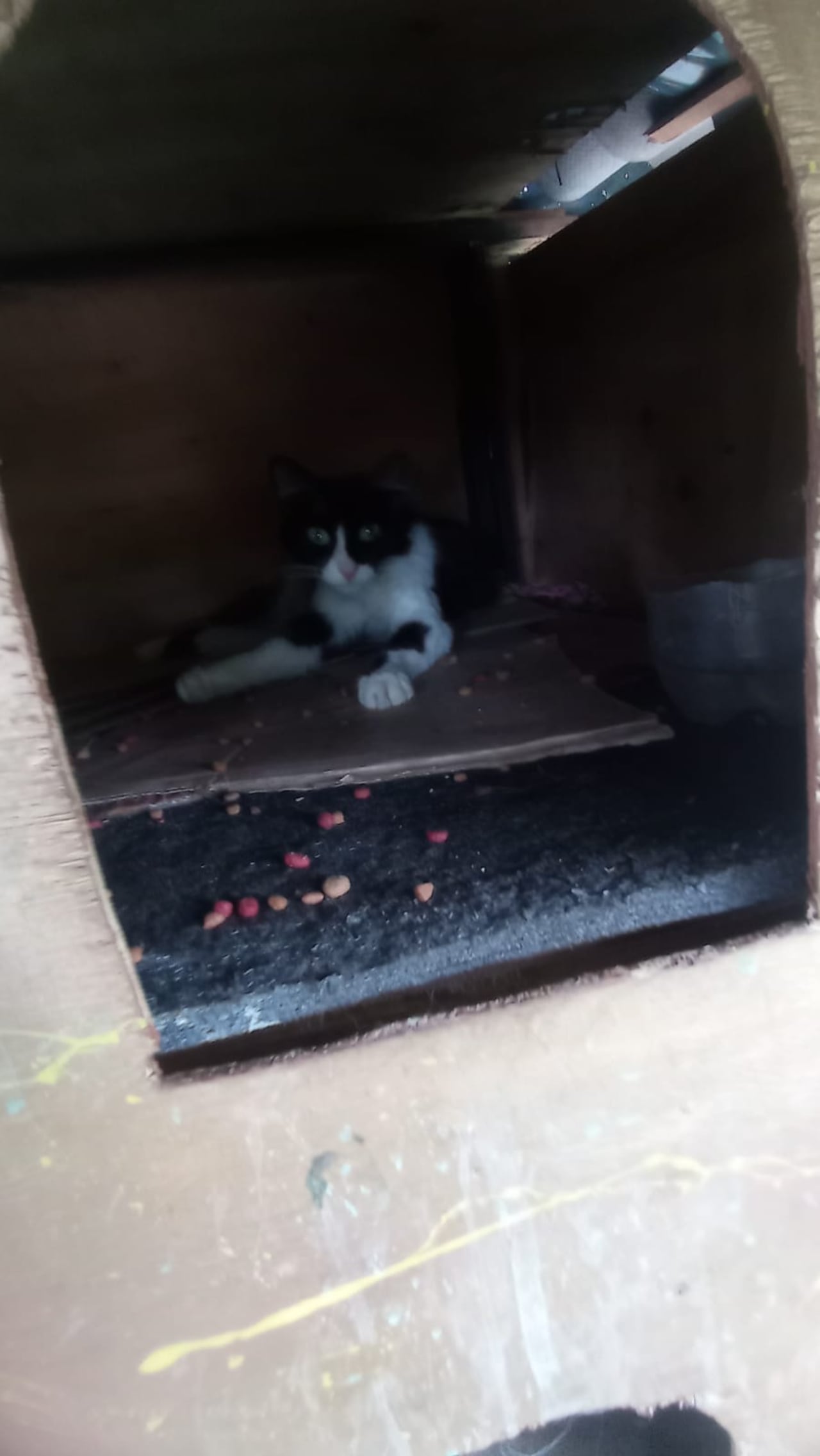 Tras el incendio registrado en este punto de Cali, voluntarios rescataron varios gatos que quedaron atrapados entre escombros y basura acumulada bajo la estructura del puente.