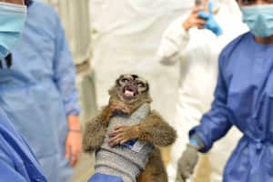 Según las autoridades ambientales, los monos, en Caucaseco, en ocasiones eran alimentados con concentrado para perros remojado en aguapanela.