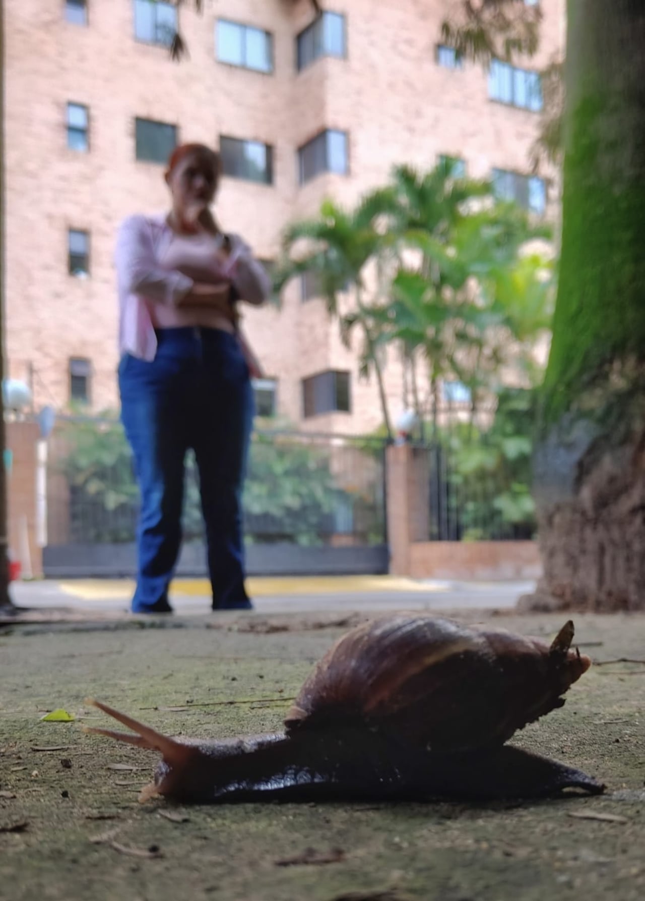 Proliferación de caracol africano en el sector de Juanambú, al oeste de Cali, genera preocupación entre residentes por riesgos sanitarios y afectación a mascotas.