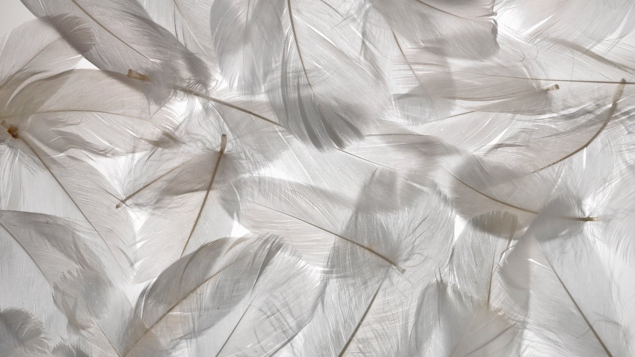 Plumas blancas