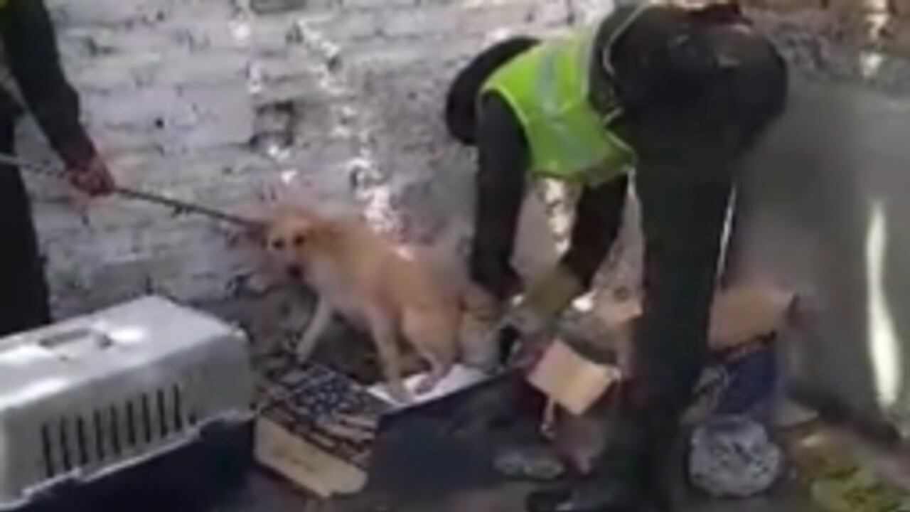 Uniformados de la Policía Ambiental y Ecológica atendieron el parto de una perrita.