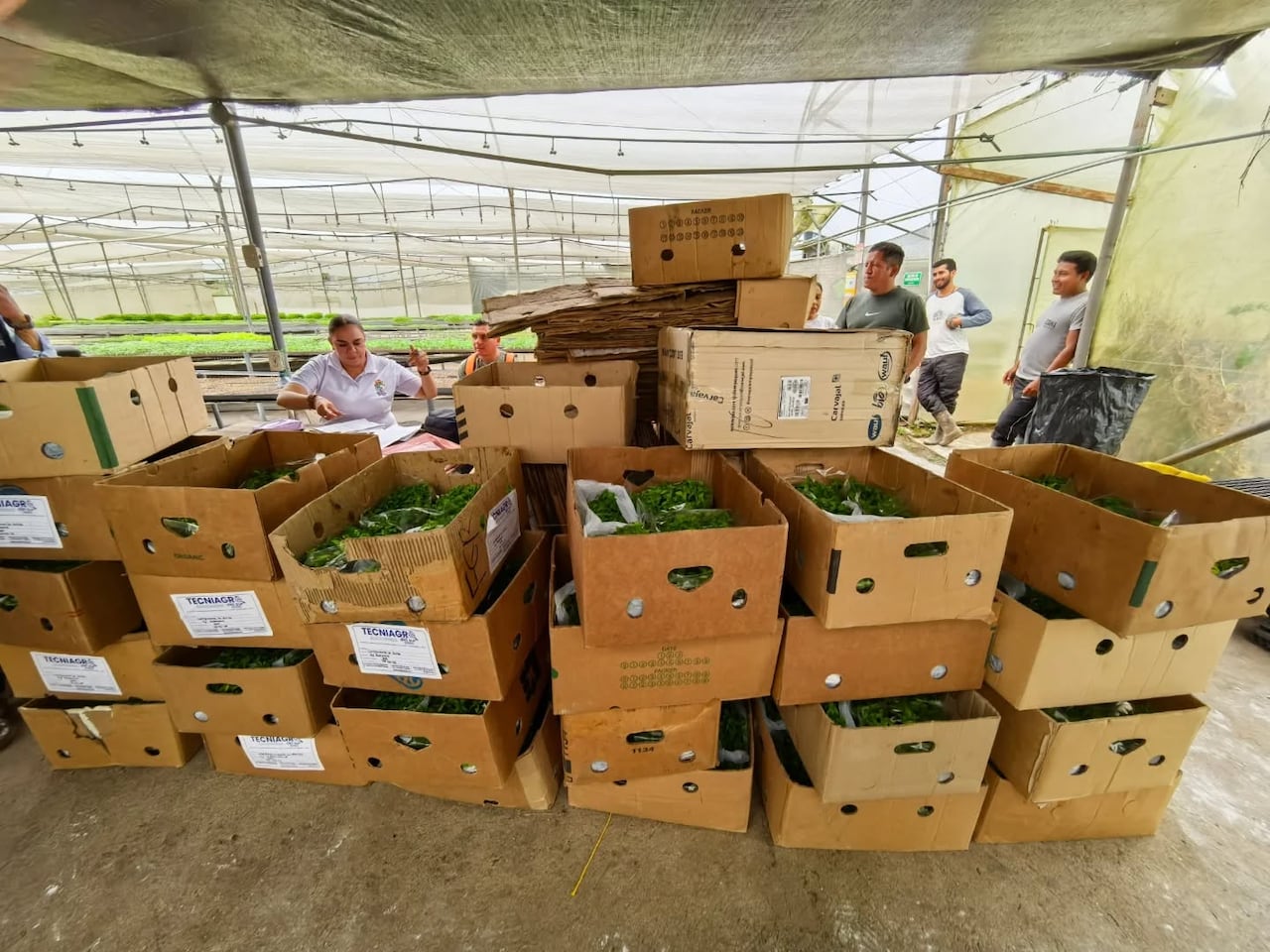 En municipios como La Vega, la entrega de 5.120 colinos de plátano busca reactivar la economía rural y fortalecer la seguridad alimentaria.