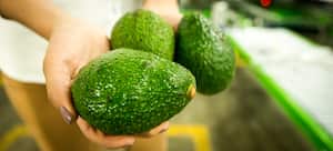 Exportación aguacate hass