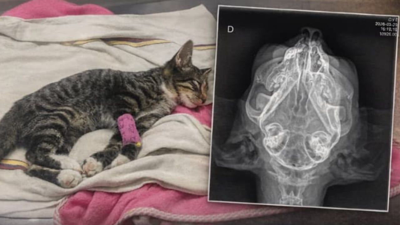 El animal permanece bajo observación médica y requiere exámenes especializados para determinar la gravedad de su estado.