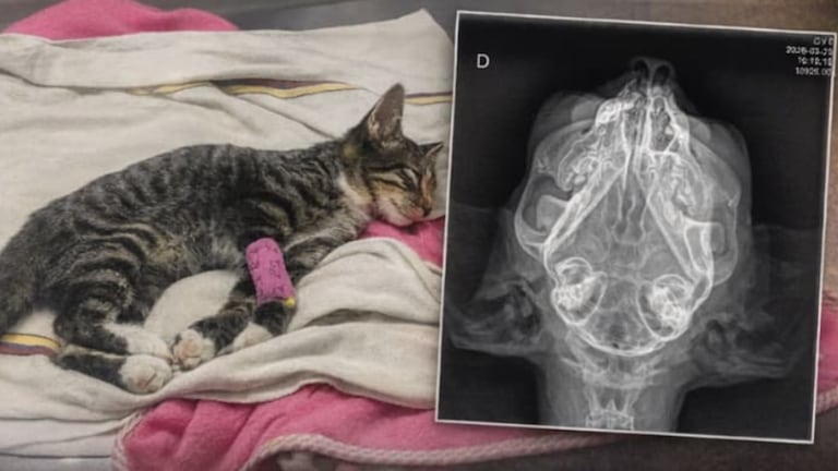 El animal permanece bajo observación médica y requiere exámenes especializados para determinar la gravedad de su estado.