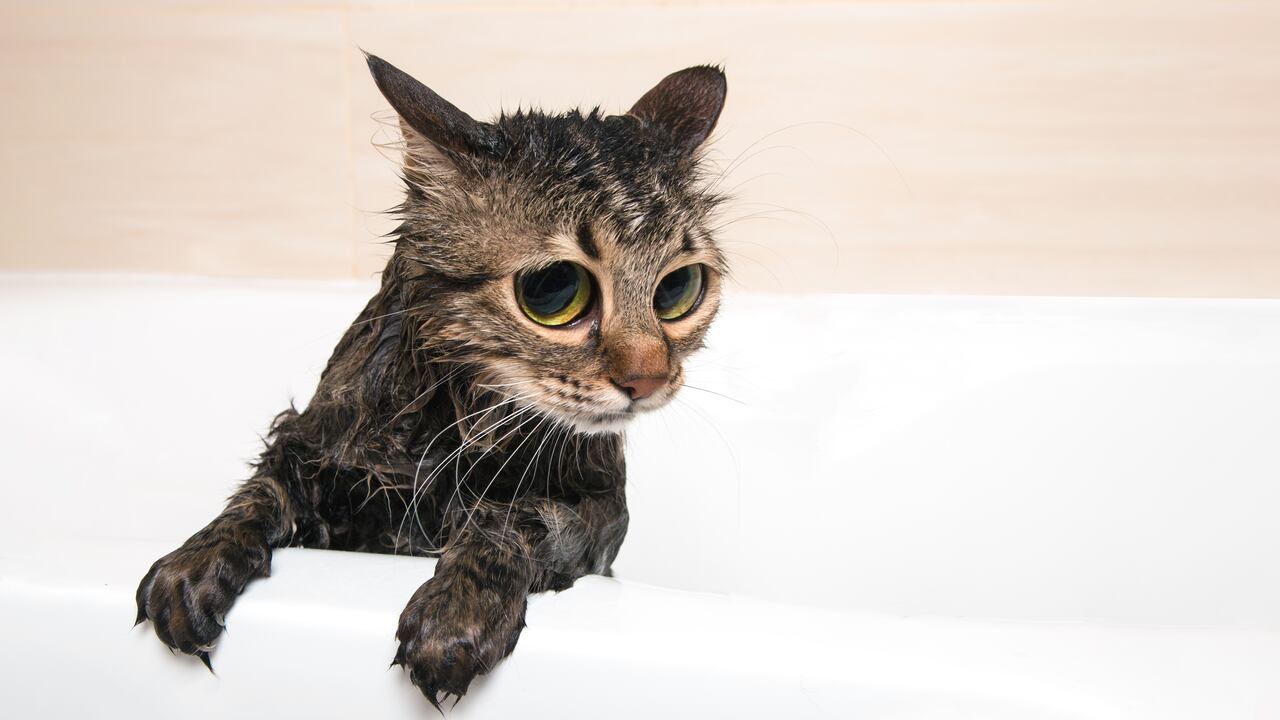 lindo gato en el baño después de la ducha. Gato recién bañado.