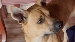 Perro asesinado en Manizales