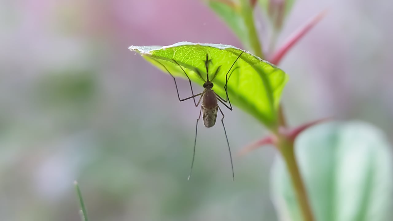 Tras la picadura, la infección se resuelve en un lapso de 2 a 3 semanas. En casos excepcionales, el OROV puede provocar incluso meningitis o encefalitis.