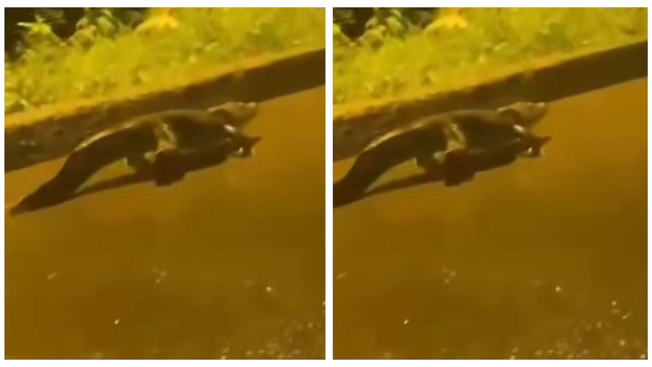 Motociclistas que pasaban por el sector Las Palmas grabaron a una babilla en plena vía.