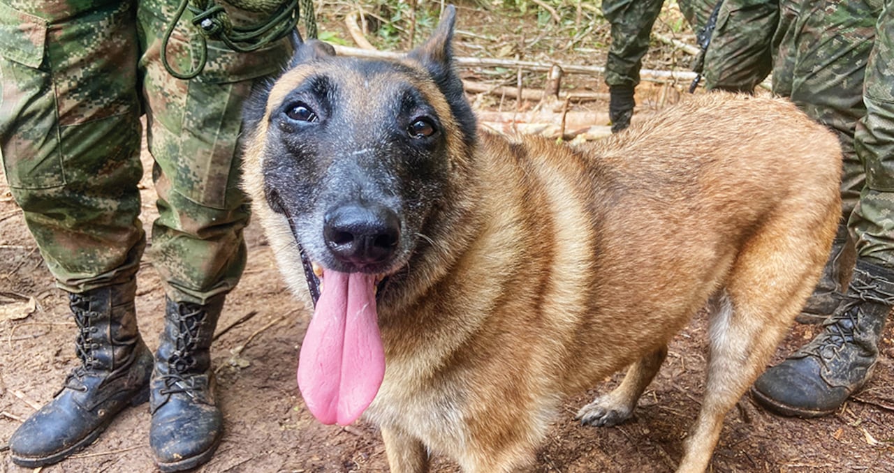 La única noticia triste en medio del júbilo por el rescate de los niños es que Wilson, el perro que los habría acompañado, aún no aparece.