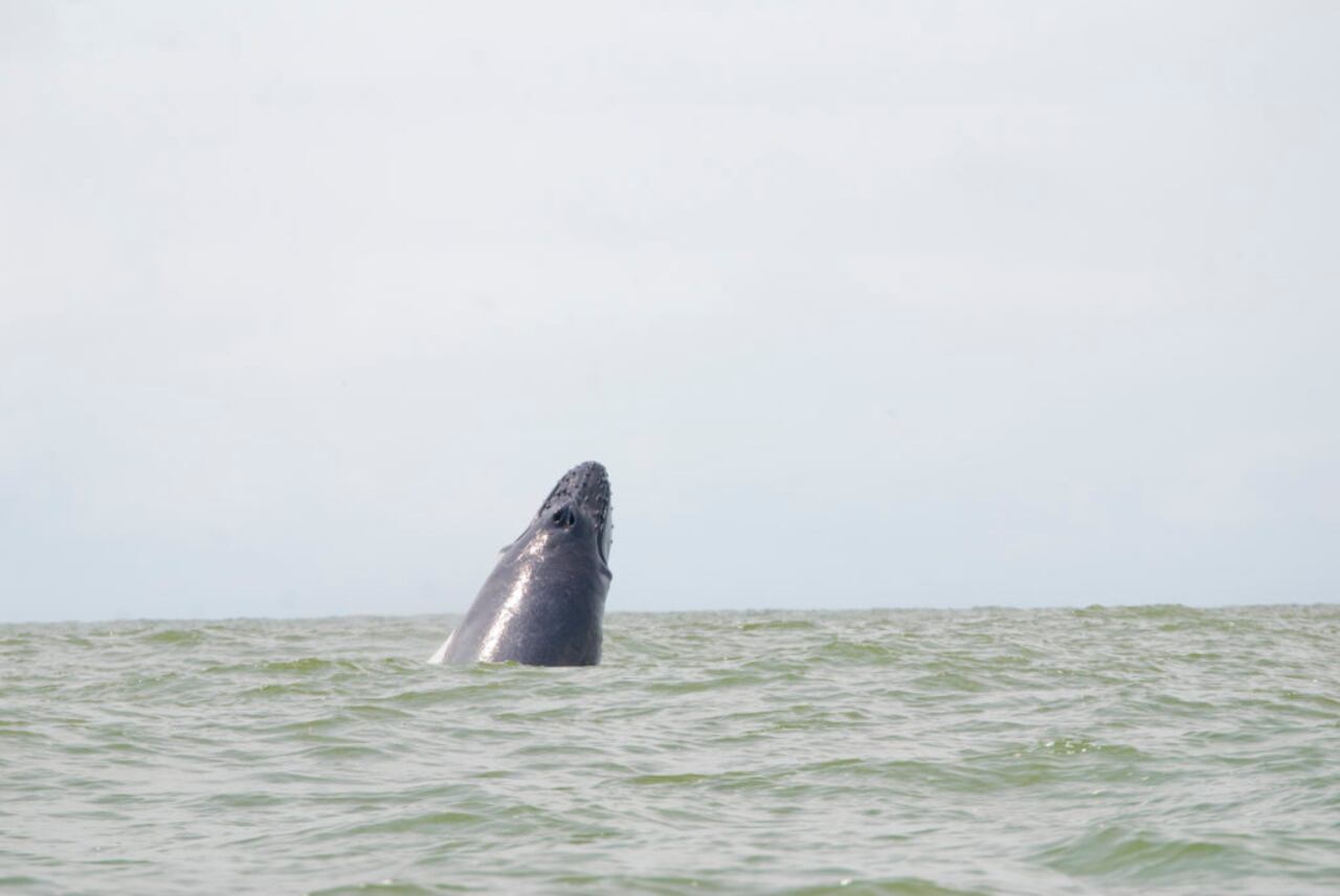 Avistamiento de ballenas jorobadas